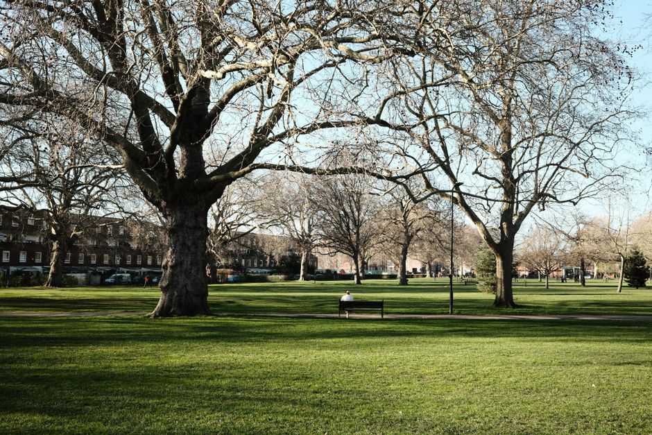 A park scene featuring a large, leafless tree with thick, gnarled branches in the foreground, casting shadows on the well-maintained grassy area below. Several smaller trees with bare branches are visible further back, along with a row of residential buildings lining the edge of the park. A solitary person is seated on a park bench near the center of the image, facing away from the camera. The ground is partly shaded by the trees, and the sky above is clear with a light blue hue. The setting appears calm and quiet, with no movement or activity observable. This serene park environment could serve as a visual backdrop for house removals, highlighting the importance of careful transport and logistics during home relocation, as undertaken by Movers Belsize Park. Such a scene emphasizes the need for efficient moving services, including loading and unloading furniture and packing materials, in a professional, residential setting.